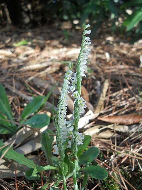 Spiranthes spiralis